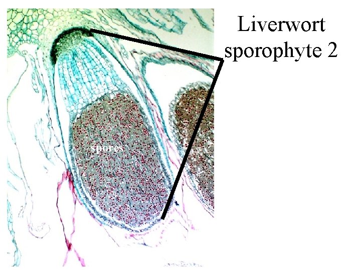 Liverwort sporophyte 2 spores 