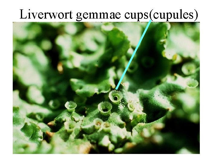 Liverwort gemmae cups(cupules) Liverwort gemmae cups(cupules)