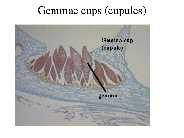 Gemmae cups (cupules) Gemma cup (cupule) gemma 