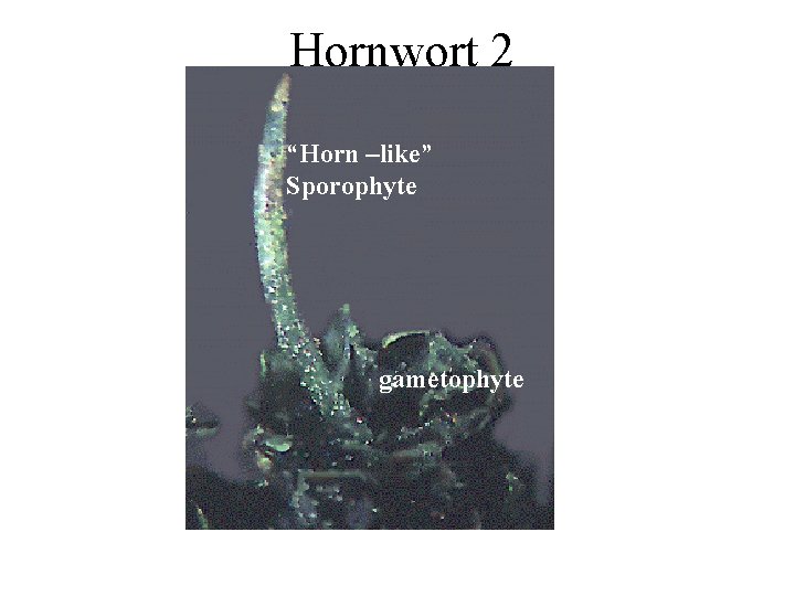 Hornwort 2 “Horn –like” Sporophyte gametophyte 