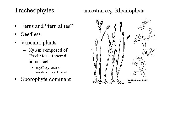Tracheophytes • Ferns and “fern allies” • Seedless • Vascular plants – Xylem composed Tracheophytes • Ferns and “fern allies” • Seedless • Vascular plants – Xylem composed