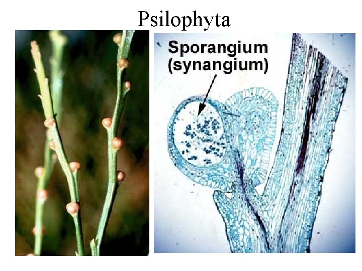 Psilophyta Psilophyta