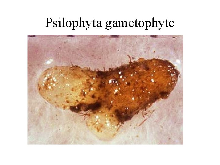 Psilophyta gametophyte 