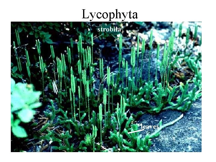 Lycophyta strobila leaves 