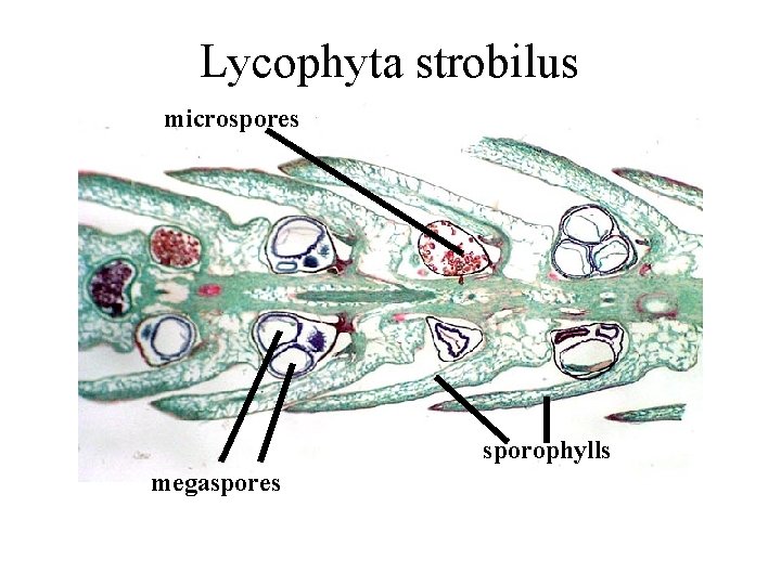 Lycophyta strobilus microspores sporophylls megaspores Lycophyta strobilus microspores sporophylls megaspores