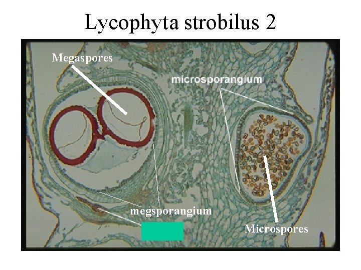 Lycophyta strobilus 2 Megaspores megsporangium Microspores 