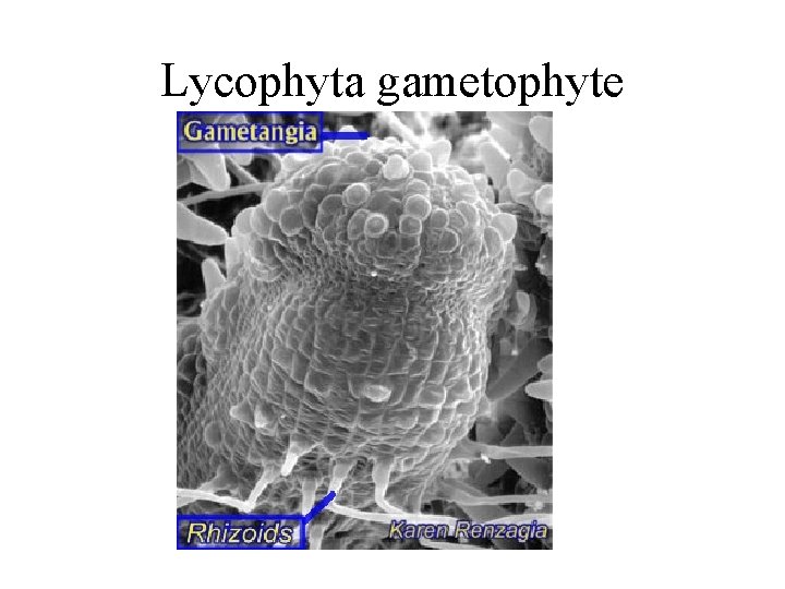 Lycophyta gametophyte 