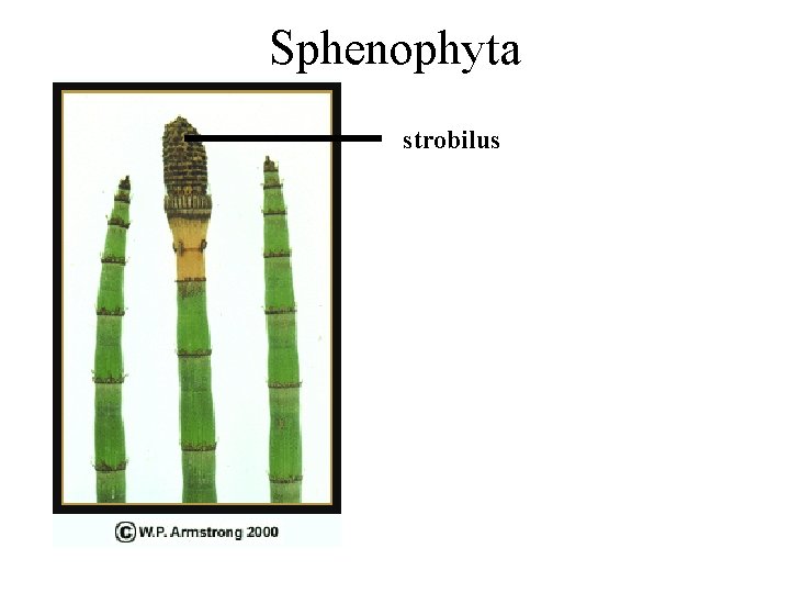 Sphenophyta strobilus 