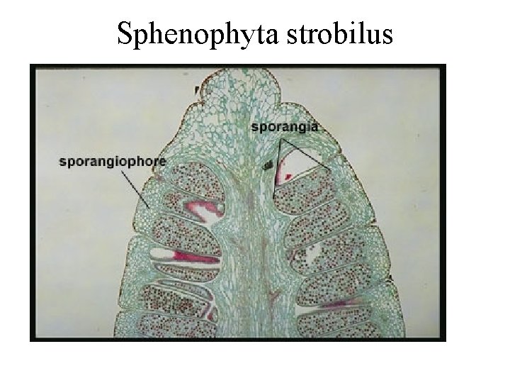 Sphenophyta strobilus 