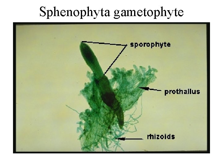 Sphenophyta gametophyte Sphenophyta gametophyte