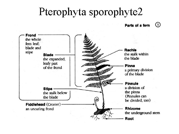 Pterophyta sporophyte 2 