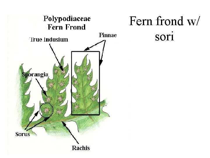 Fern frond w/ sori 
