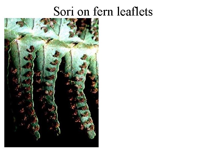 Sori on fern leaflets 