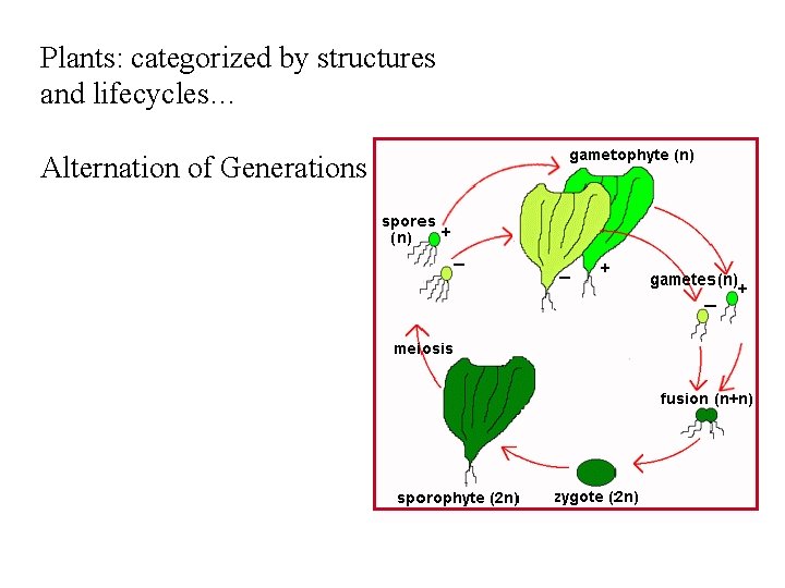 Plants: categorized by structures and lifecycles… Alternation of Generations 