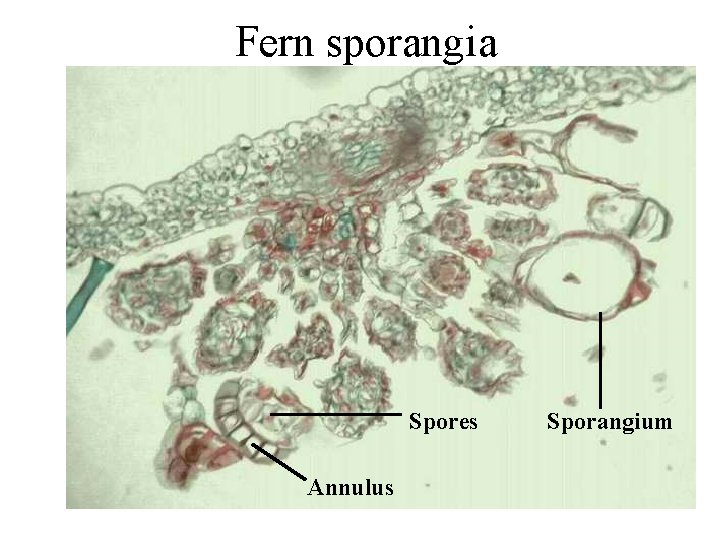 Fern sporangia Spores Annulus Sporangium Fern sporangia Spores Annulus Sporangium