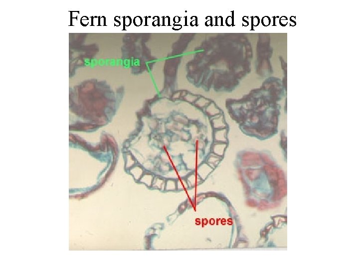 Fern sporangia and spores Fern sporangia and spores