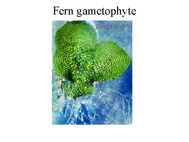 Fern gametophyte 