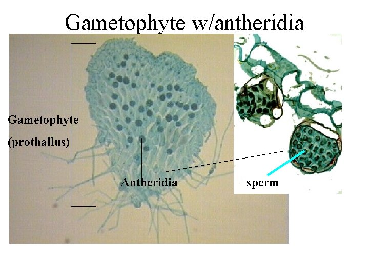 Gametophyte w/antheridia Gametophyte (prothallus) Antheridia sperm 