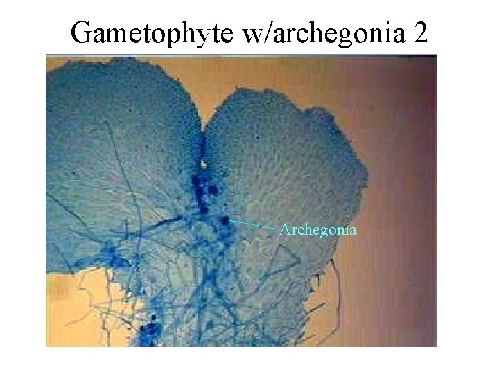 Gametophyte w/archegonia 2 Archegonia 