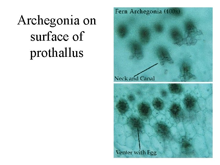 Archegonia on surface of prothallus 