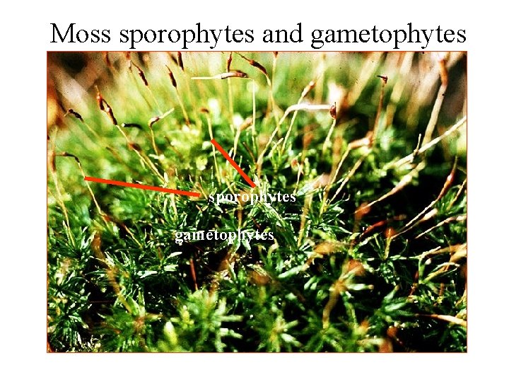 Moss sporophytes and gametophytes sporophytes gametophytes 