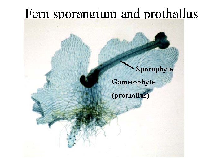 Fern sporangium and prothallus Sporophyte Gametophyte (prothallus) 