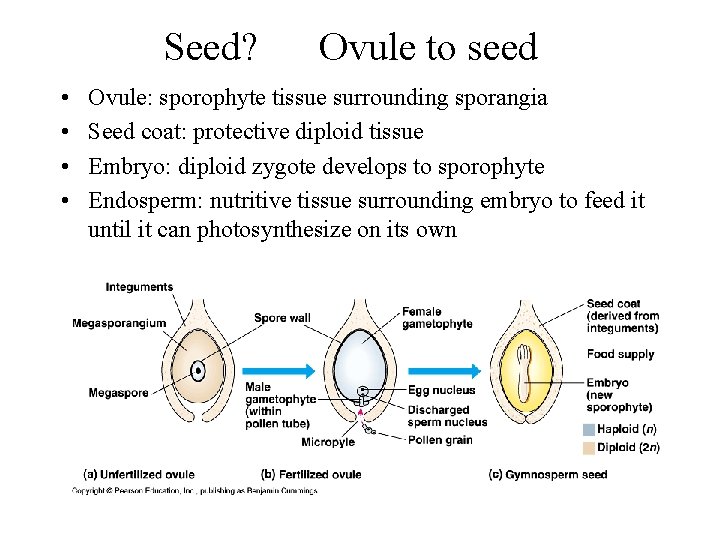 Seed? • • Ovule to seed Ovule: sporophyte tissue surrounding sporangia Seed coat: protective