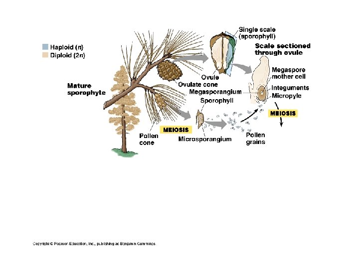 Pine lifecycle a 