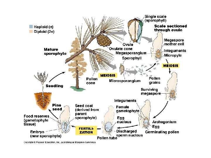 Pine lifecycle b 