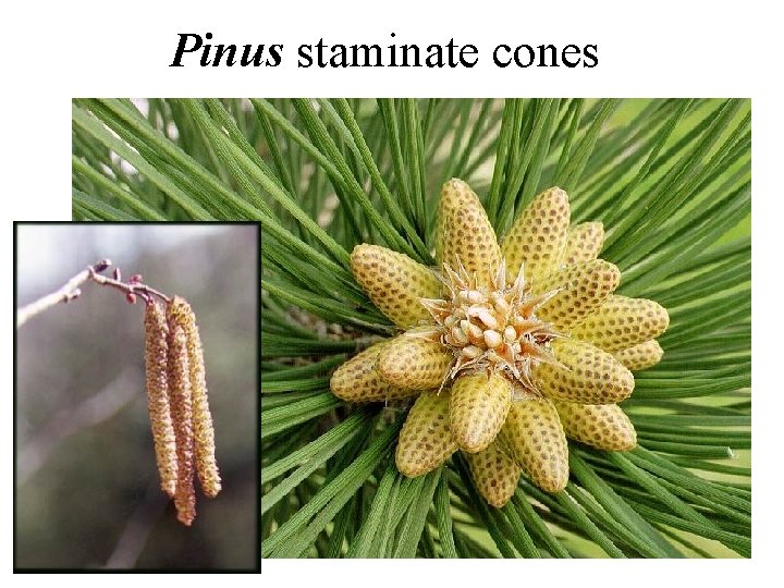 Pinus staminate cones 