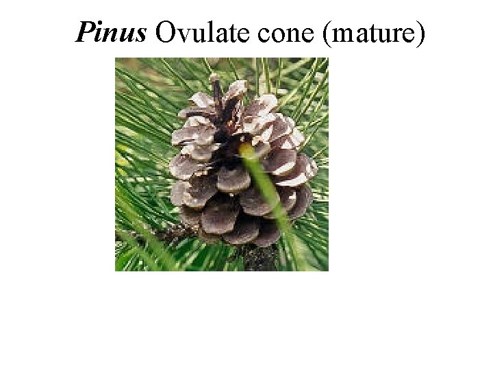 Pinus Ovulate cone (mature) 