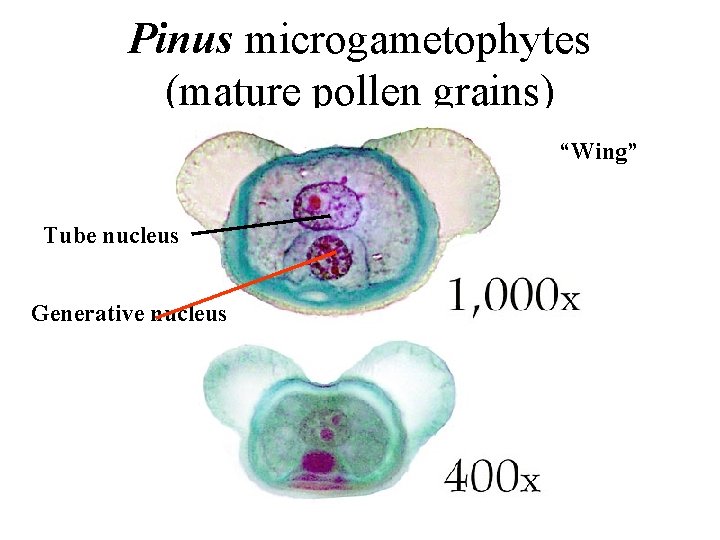 Pinus microgametophytes (mature pollen grains) “Wing” Tube nucleus Generative nucleus 