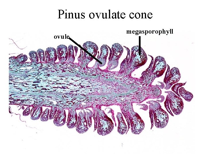 Pinus ovulate cone ovule megasporophyll 