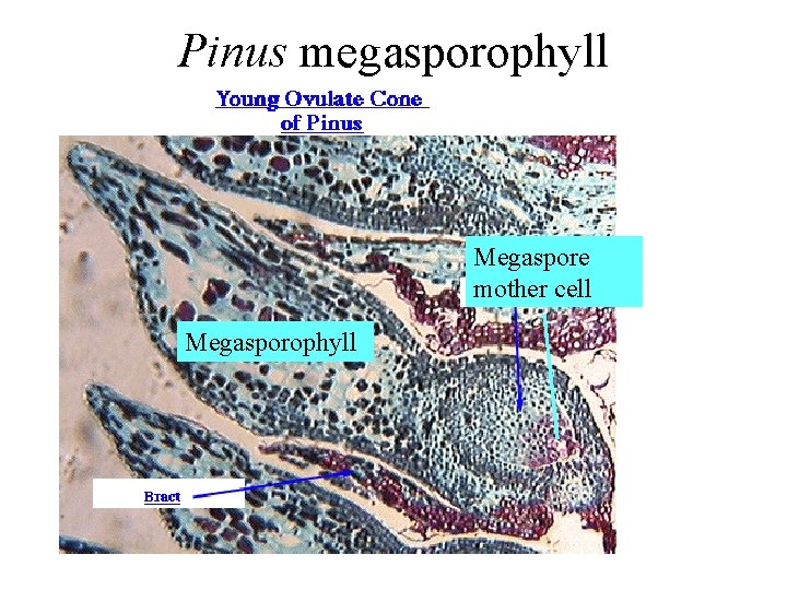 Pinus megasporophyll Megaspore mother cell Megasporophyll 