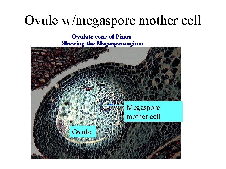 Ovule w/megaspore mother cell Megaspore mother cell Ovule Ovule w/megaspore mother cell Megaspore mother cell Ovule