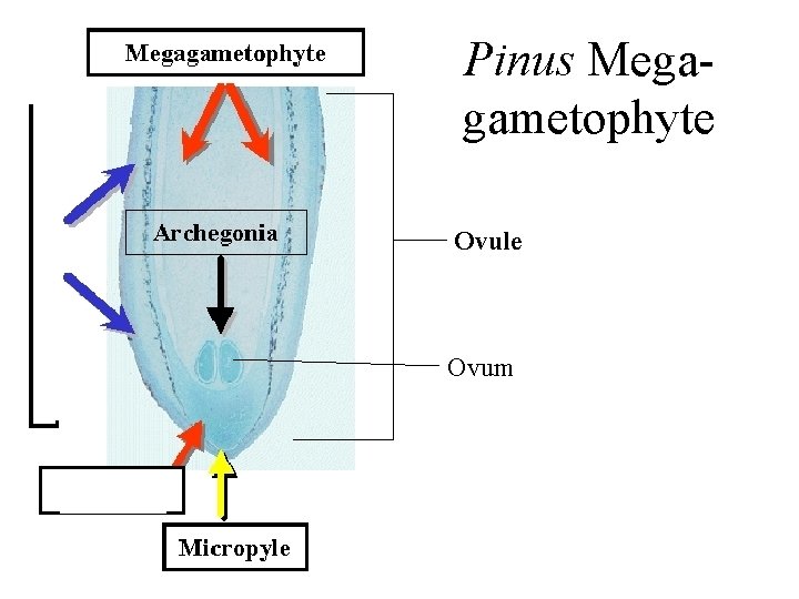 Pinus Megagametophyte Ovule Ovum 