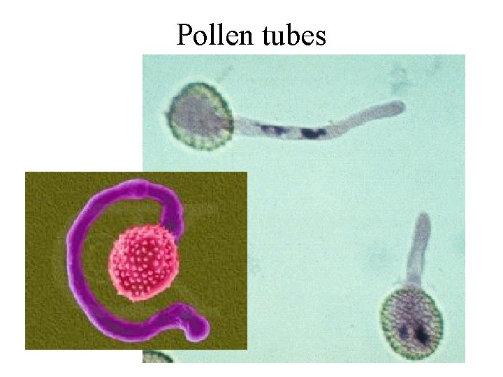 Pollen tubes 