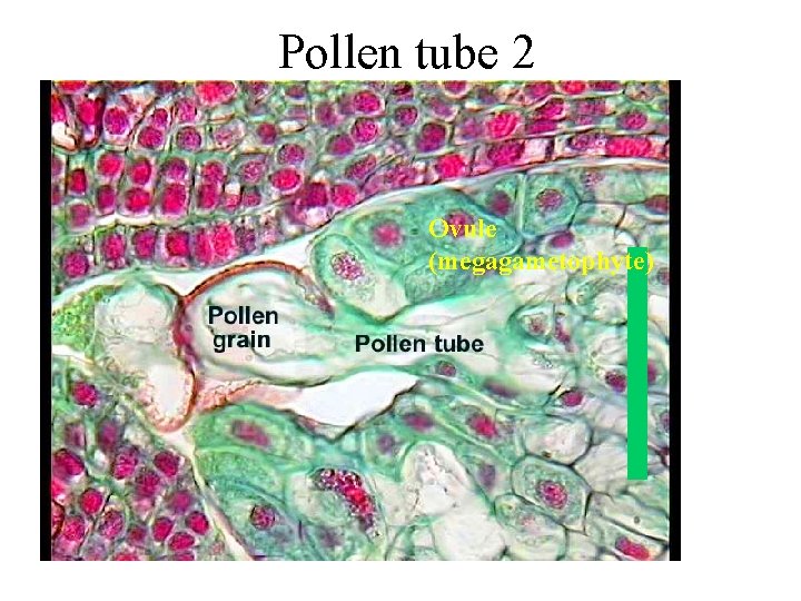 Pollen tube 2 Ovule (megagametophyte) 