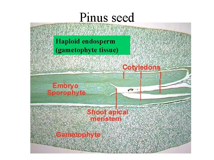 Pinus seed Haploid endosperm (gametophyte tissue) 