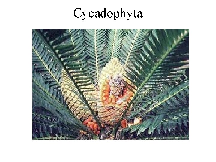 Cycadophyta 