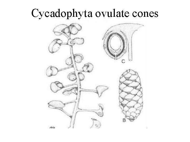 Cycadophyta ovulate cones 