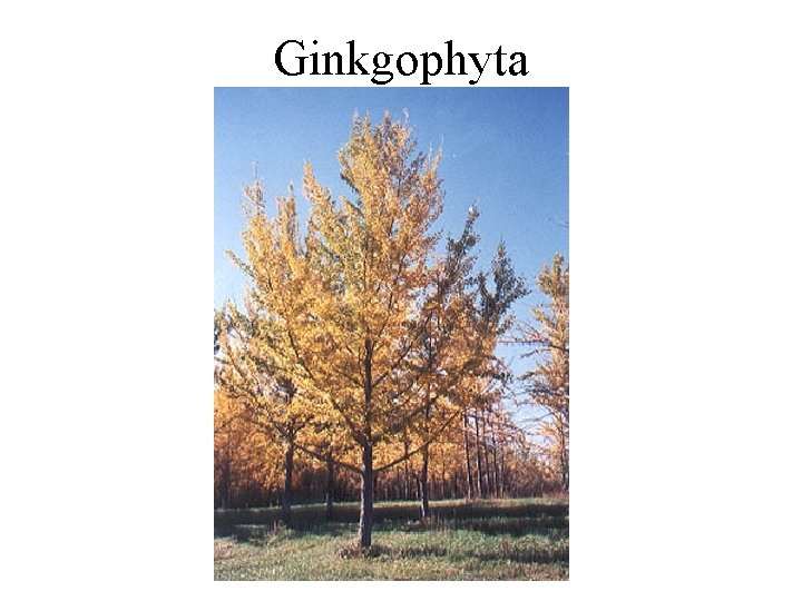 Ginkgophyta 