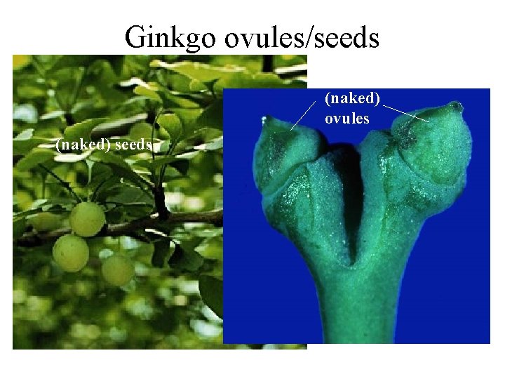 Ginkgo ovules/seeds (naked) ovules (naked) seeds 