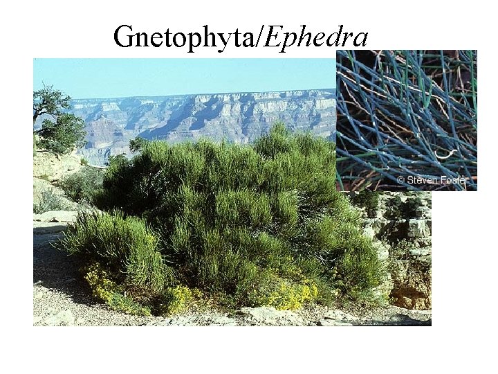 Gnetophyta/Ephedra Gnetophyta/Ephedra
