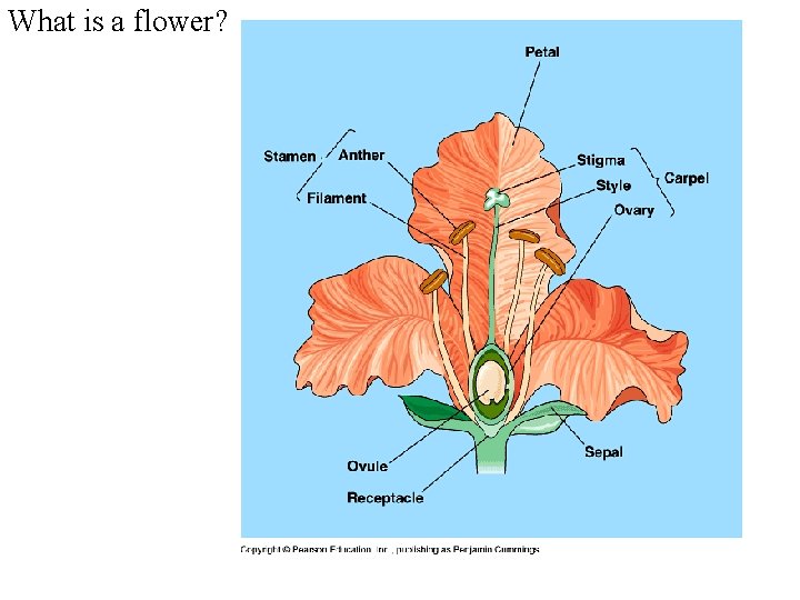 What is a flower? 