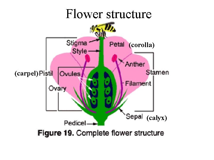 Flower structure (corolla) (carpel) (calyx) 