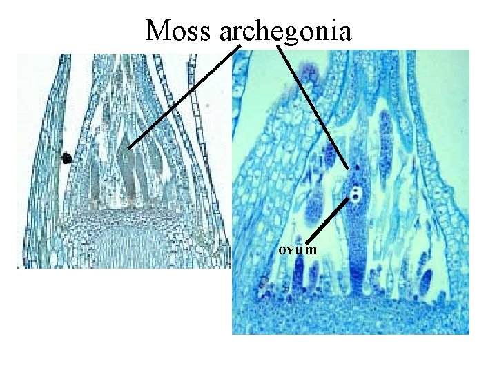 Moss archegonia ovum 