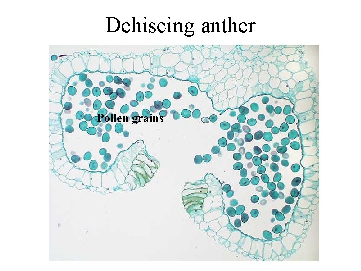 Dehiscing anther Pollen grains 