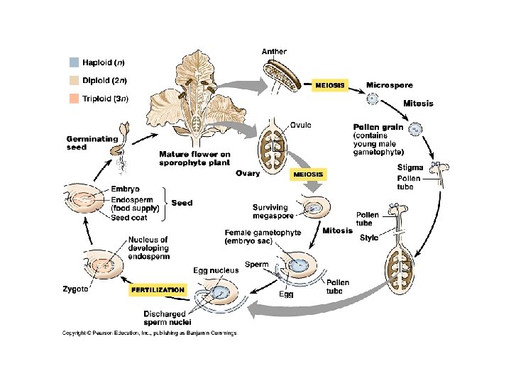Angiosperm lifecycle Angiosperm lifecycle