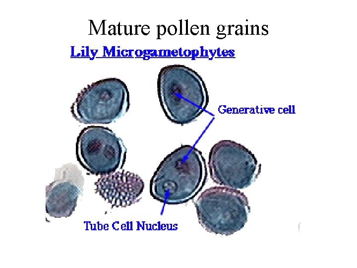 Mature pollen grains 